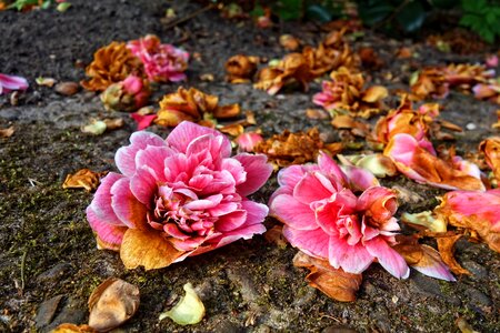 Blossoms fallen wilted