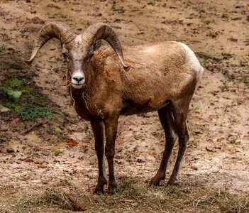 Rocky mountain sheep large horns male sheep photo