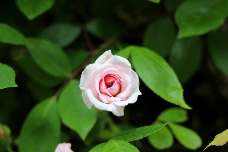 Flower floral pink