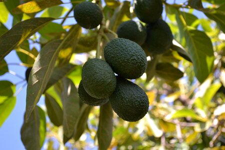 Fruits plant botany