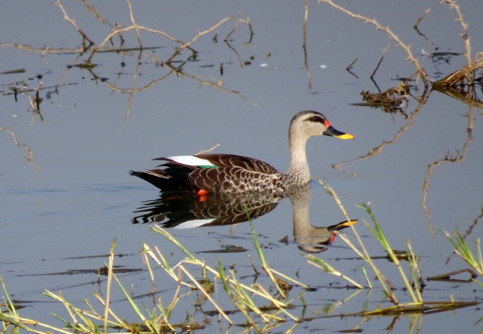 Wildlife spot-billed duck swimming