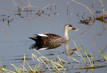 Wildlife spot-billed duck swimming photo