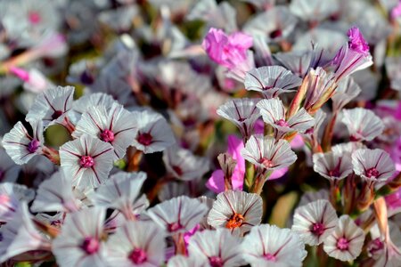 Spring flowers plant flowers photo