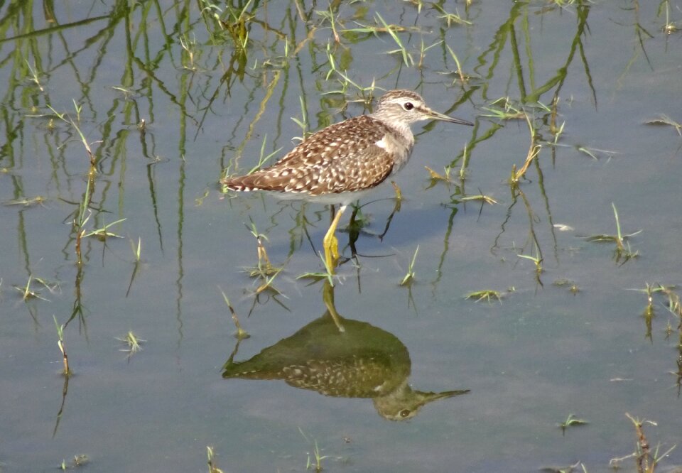 Wader tringa glareola marsh