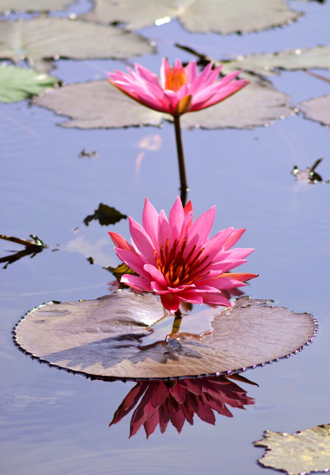 Summer water lily