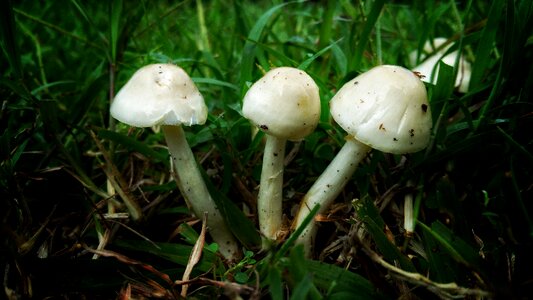 Mushrooms triple fungus