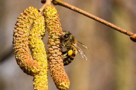 Insect close up pollen