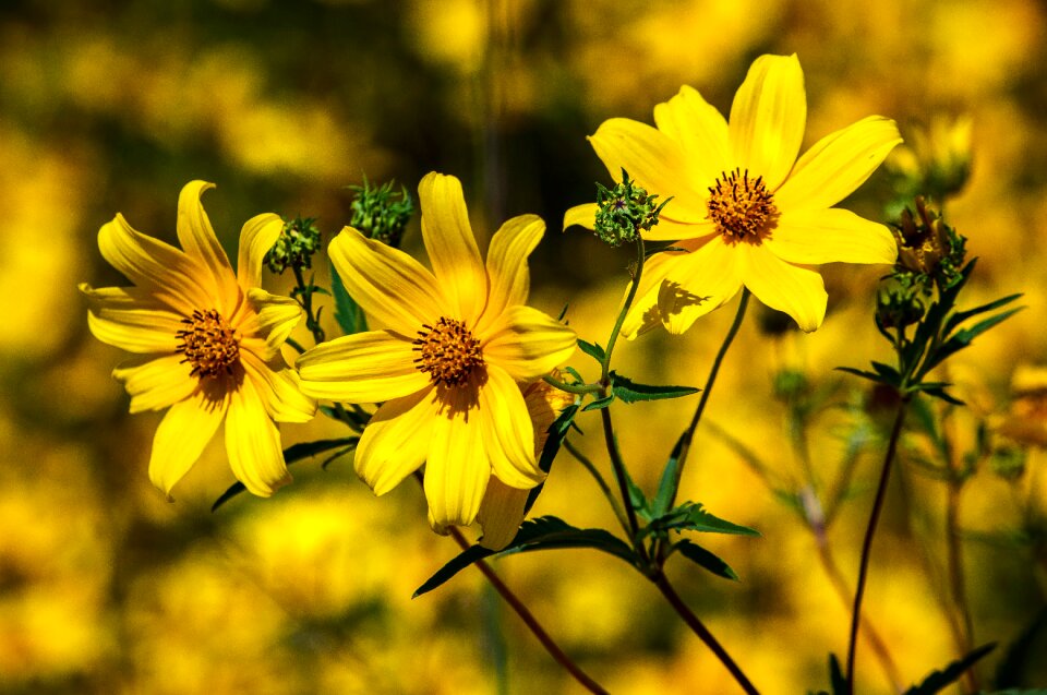 Wildflower yellow daisy perennial