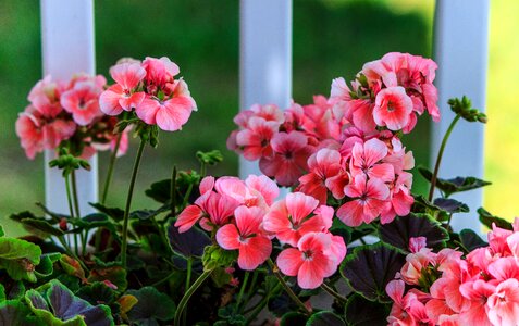 Gardening potted plant ornamental plant