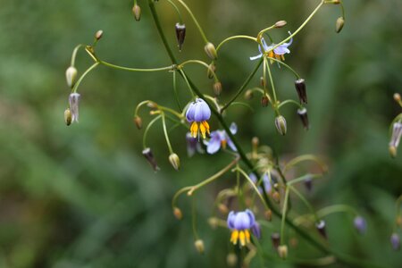 Dianella tasmanica asphodelaceae Free photos
