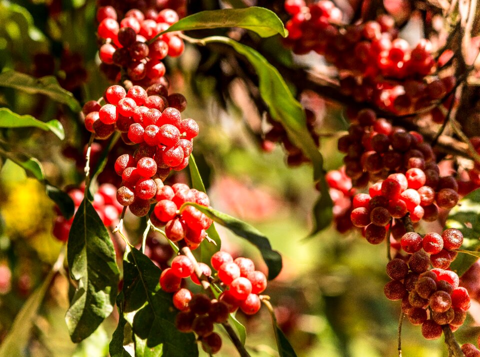 Invasive shrub small tree berries