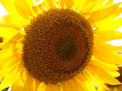 Yellow summer flowers flower garden