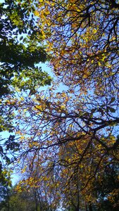 Summer forest wood