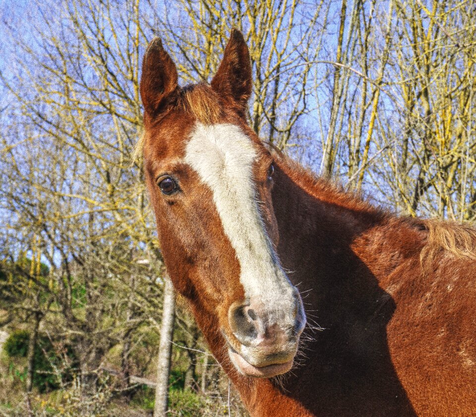 Farm mammalia cavalry photo