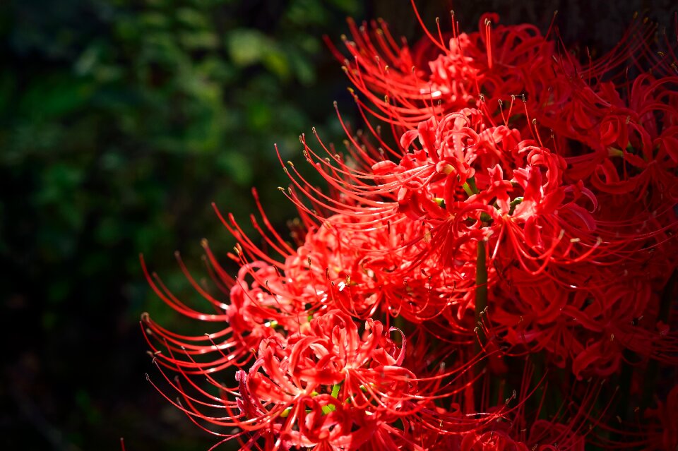 Spider lily japan plant