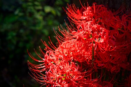Spider lily japan plant photo
