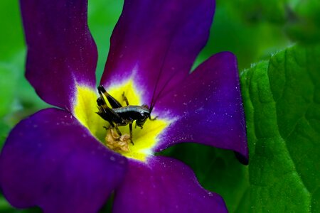 Insect petite cute