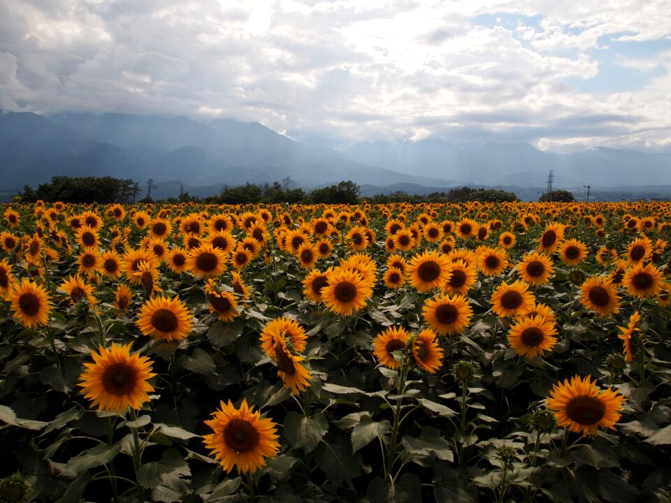 Yellow sunflower field summer flowers