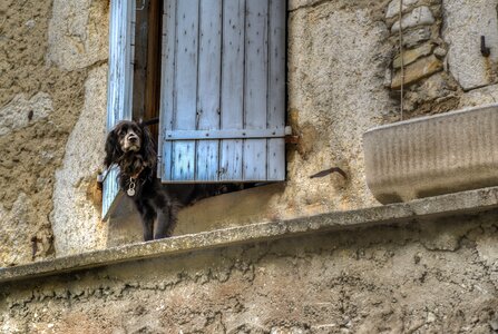 Animal cute pet