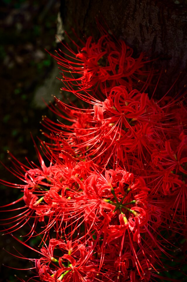 Spider lily japan plant photo