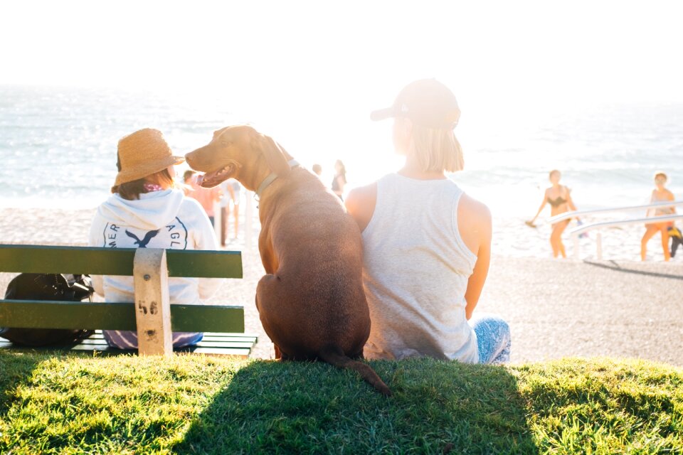 Dog sun summer