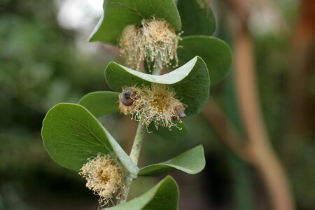 Eucalyptus pulverulenta pollinated eucalyptus Free photos