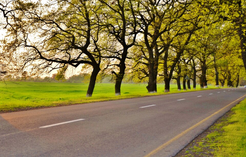 Forest park green