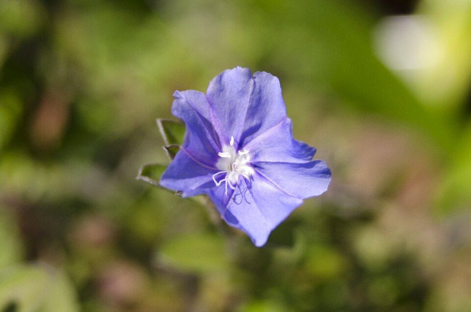 Makro macro nature photo