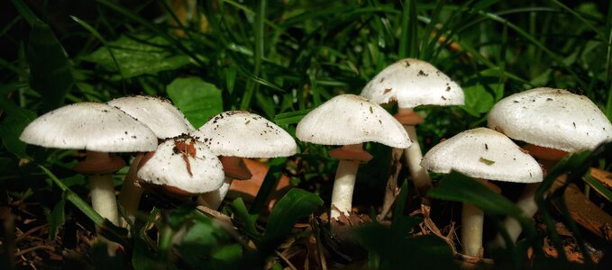 Fungus nature summer