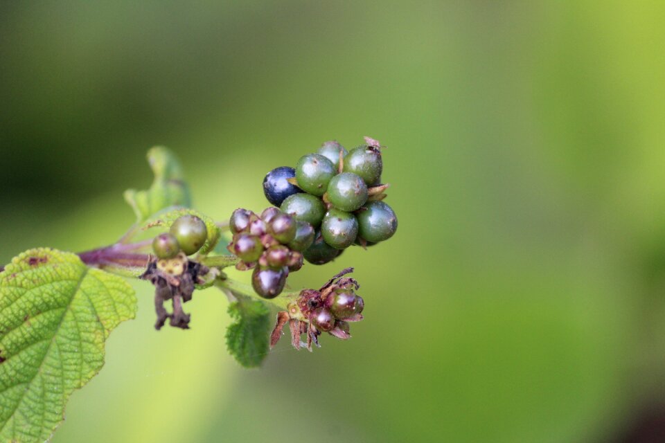 Nature fruit garden