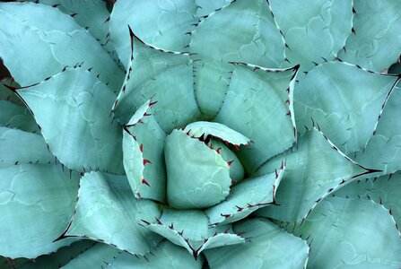 Green aloe vera garden