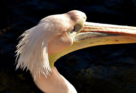 Birds animal plumage