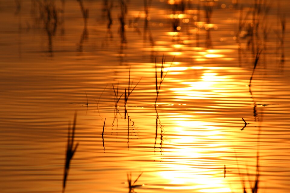 Sunset nature yellow