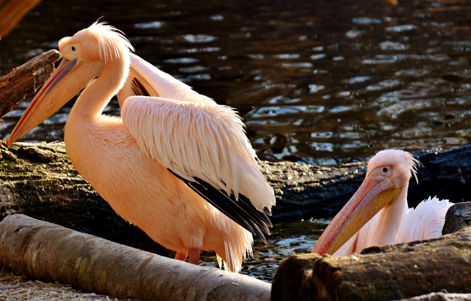 Birds animal plumage