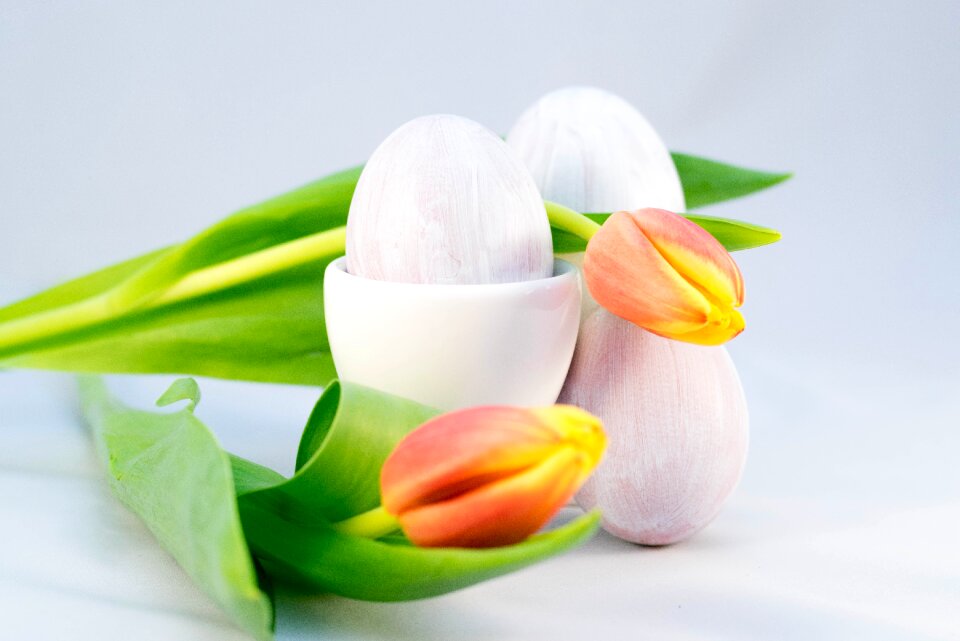 Freshness leaf plants tulip