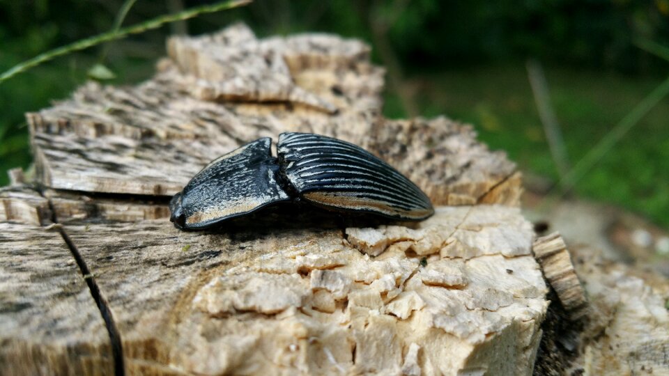 Beetle legs crawl