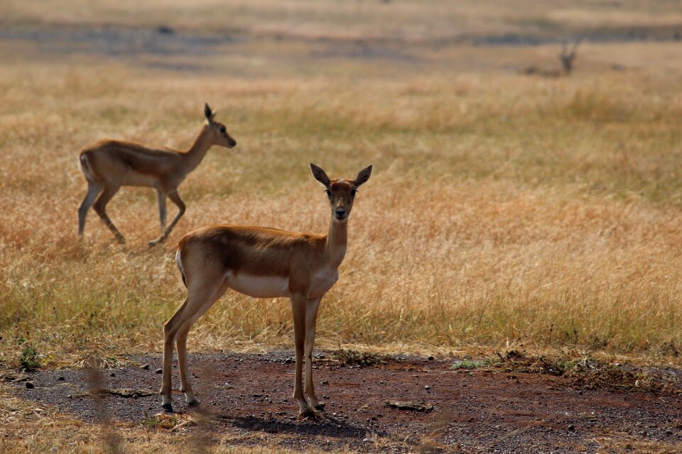 Animal wildlife fauna