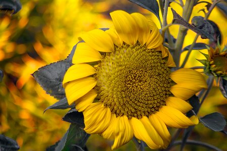 Summer leaf sunflower photo