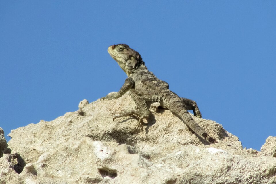 Kurkutas wildlife animal