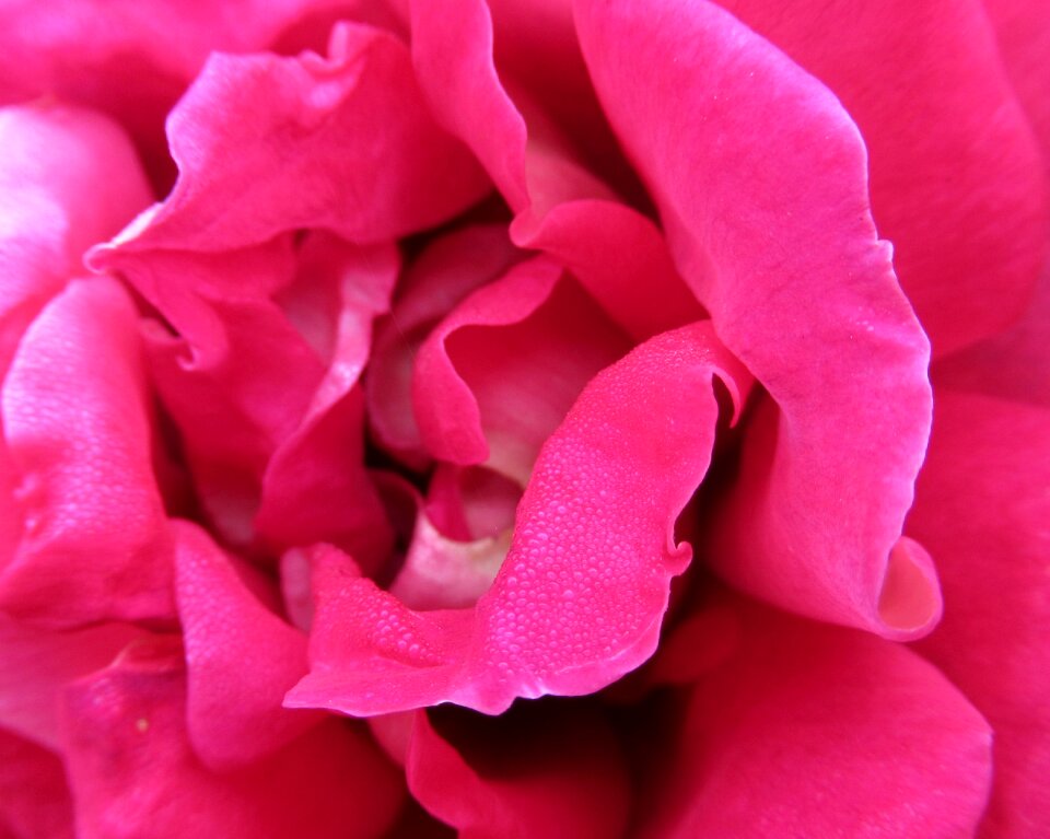 Autumn rose open