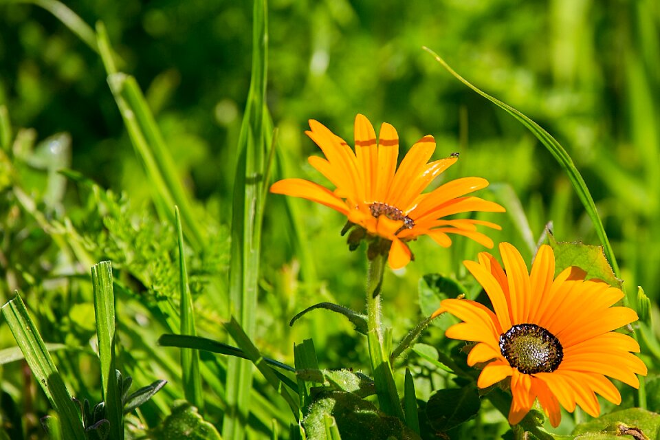 Daisies orange spring