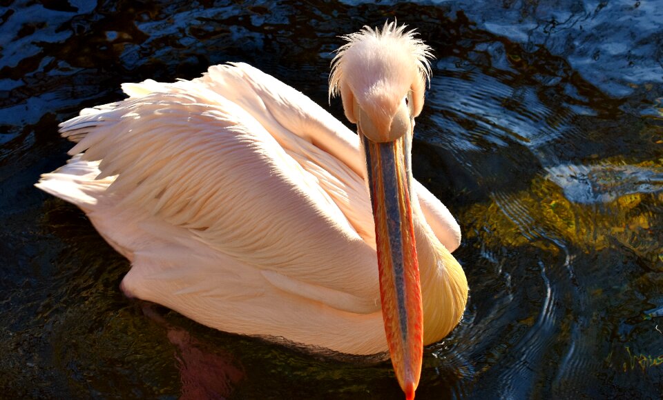 Birds animal plumage