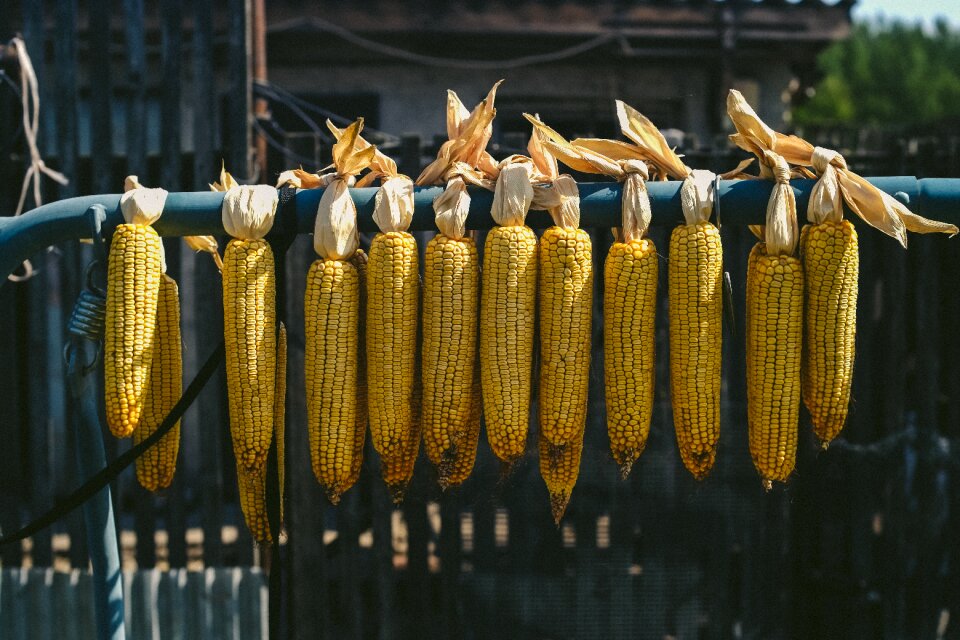 Agriculture food plant