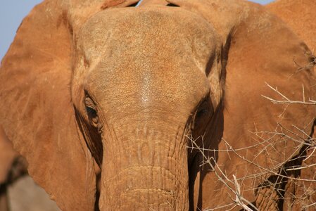 Mammal elephant africa photo