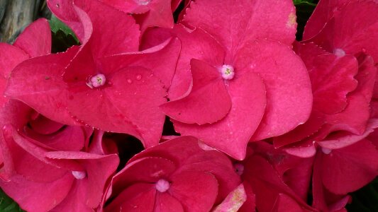 Flower ball flower garden bush