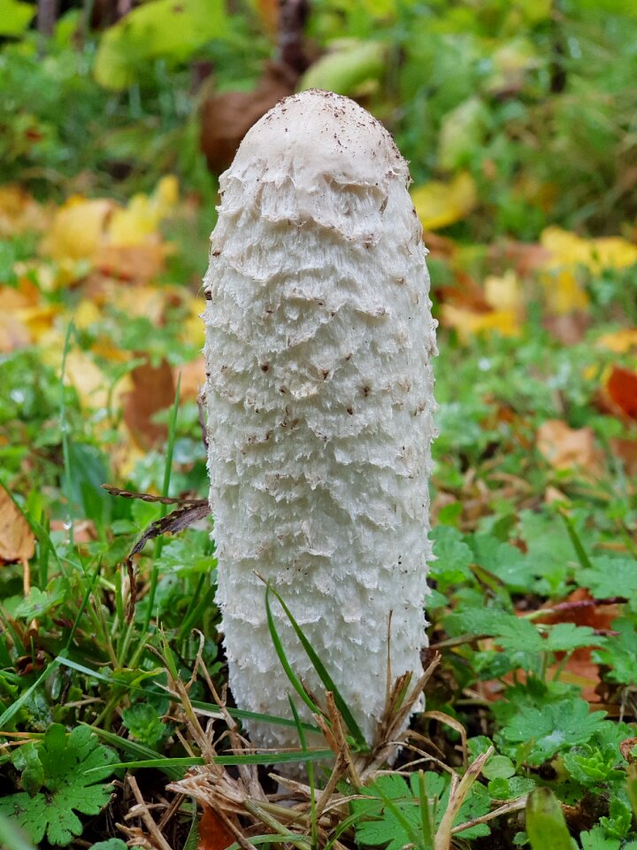 Forest mushroom autumn leaves