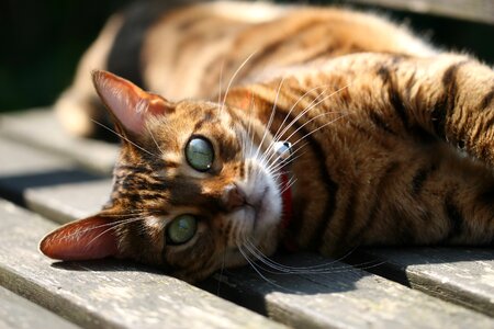 Cute pet bengal