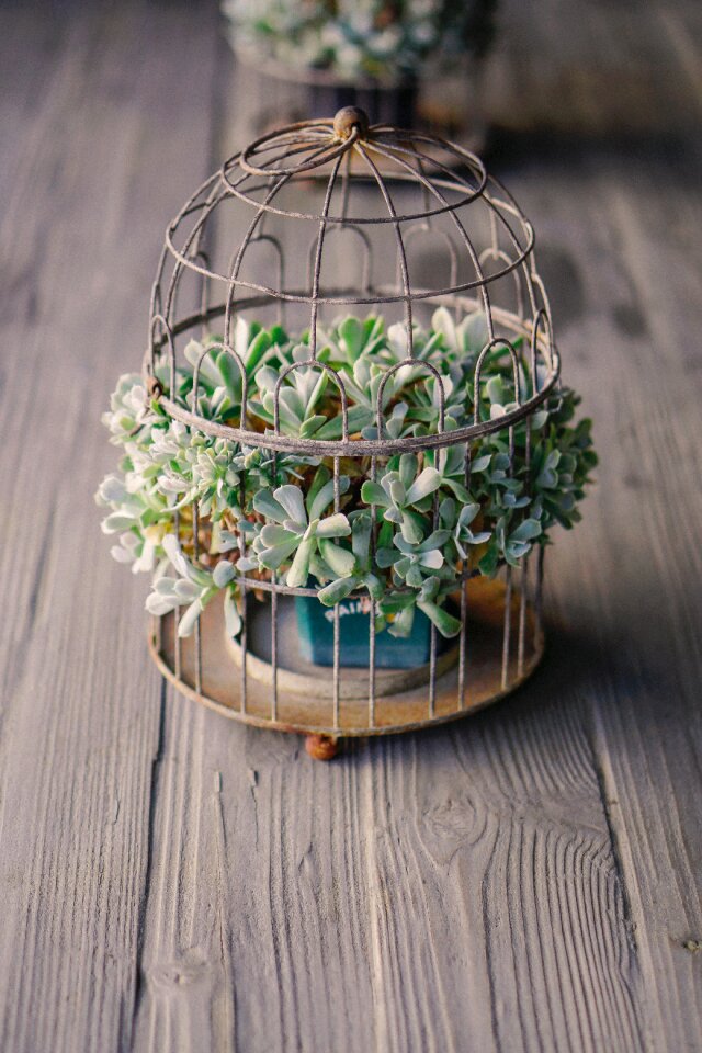 Plant nature flower