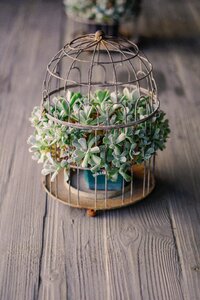 Plant nature flower