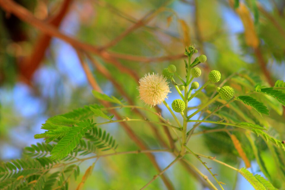 Autumn outdoor plant
